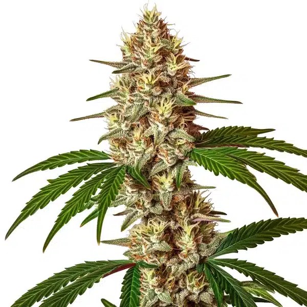 Lemon Jack Autoflower cannabis seeds from Blimburn Seeds
