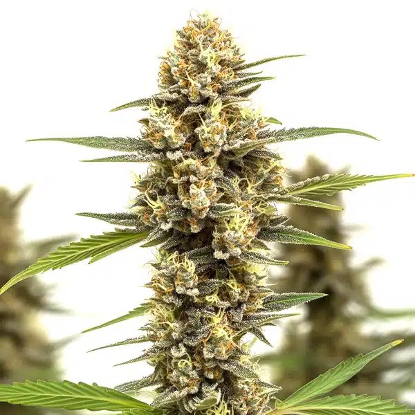 Lemonaid OG cannabis seeds from Blimburn Seeds