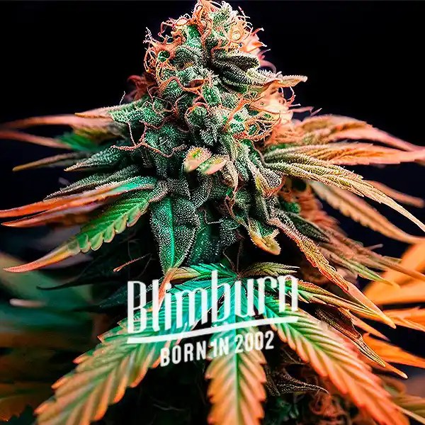 Orange Cake cannabis seeds from Blimburn Seeds