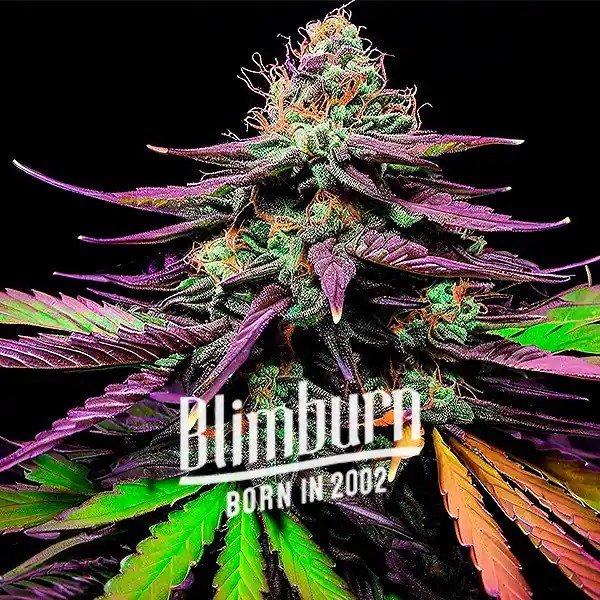 Shiskaberry Autoflower cannabis seeds from Blimburn Seeds