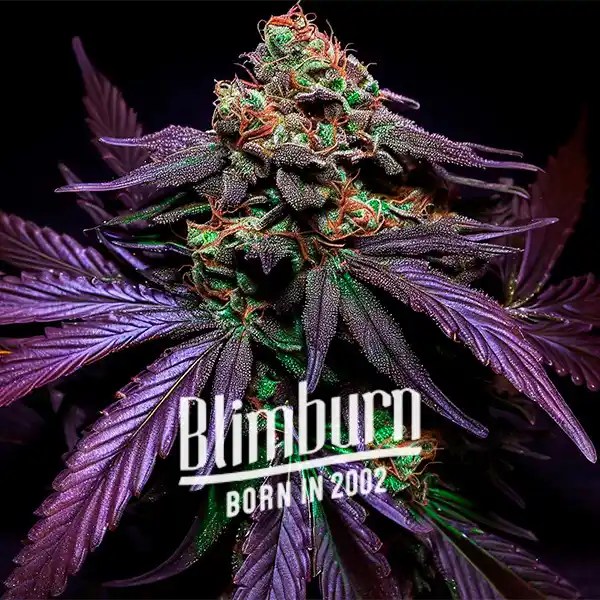 Shiskaberry Cake cannabis seeds from Blimburn Seeds
