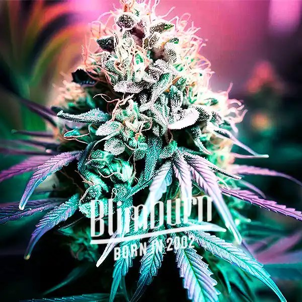 Shiskaberry Cookies cannabis seeds from Blimburn Seeds