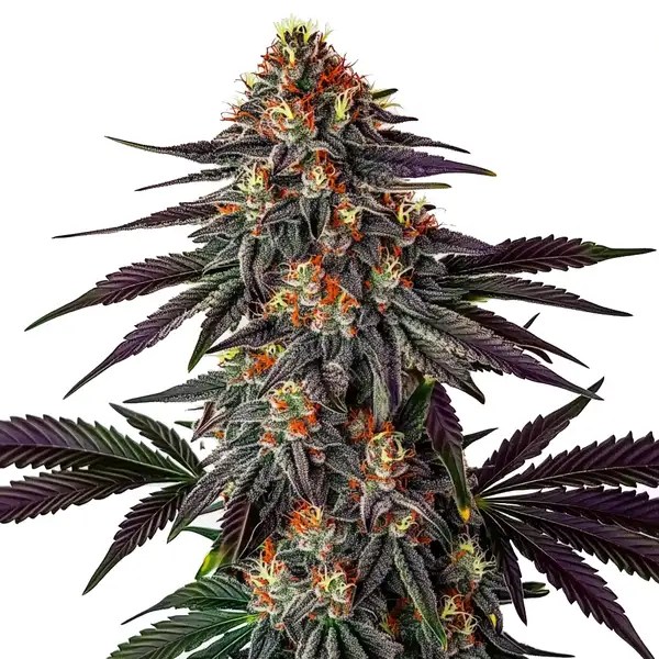 Gelato x Honey Drop cannabis seeds from Blimburn Seeds