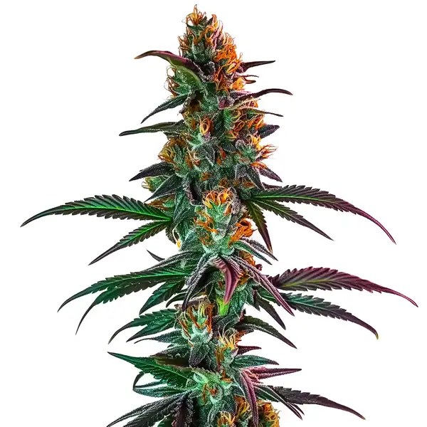 Gush Mintz x Honey Drop cannabis seeds from Blimburn Seeds