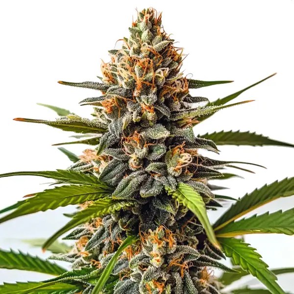 SFV OG x Honey Drop cannabis seeds from Blimburn Seeds
