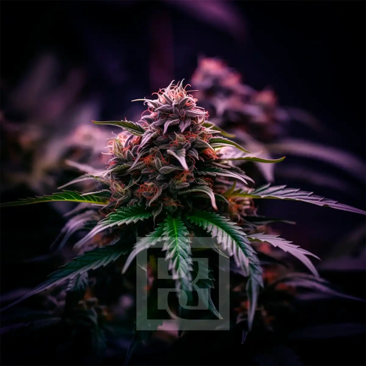 RS11 x Gushers cannabis seeds from Blimburn Seeds