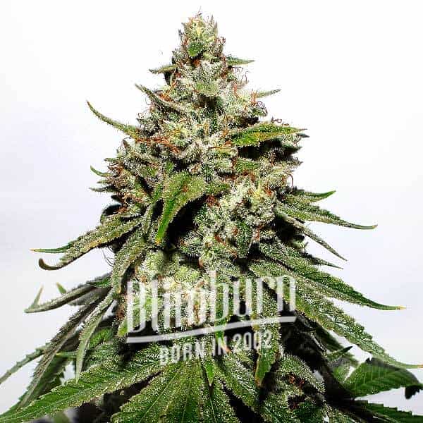 Fast Bud Auto cannabis seeds from Blimburn Seeds