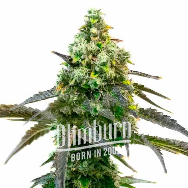 Godfather OG Auto cannabis seeds from Blimburn Seeds