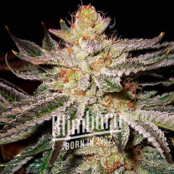 Grape Gas Cannabis Extraction cannabis seeds from Blimburn Seeds