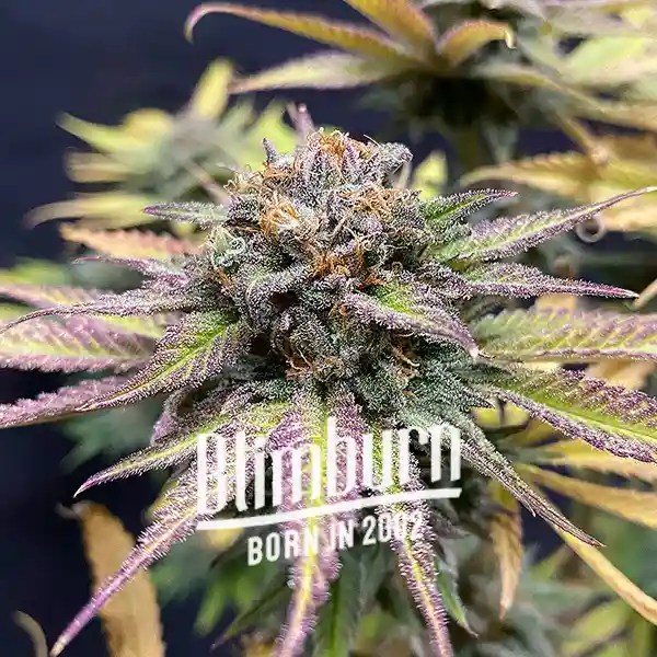 Jealousy Cannabis Extraction cannabis seeds from Blimburn Seeds