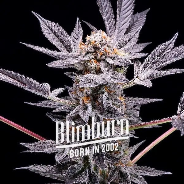 Zoap Cannabis Extraction cannabis seeds from Blimburn Seeds
