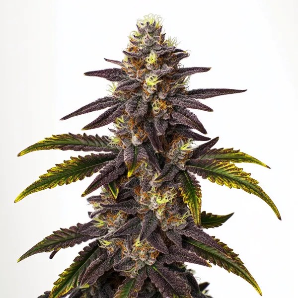 Gruntz cannabis seeds from Blimburn Seeds