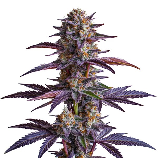 White Runtz cannabis seeds from Blimburn Seeds