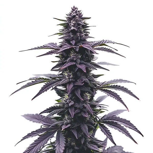 Key Lime Jack cannabis seeds from Blimburn Seeds