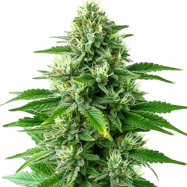 POG cannabis seeds from Blimburn Seeds