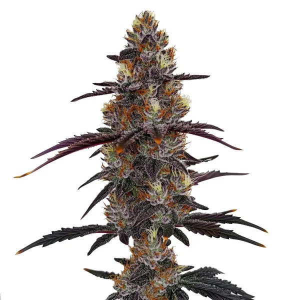 Zruntz cannabis seeds from Blimburn Seeds