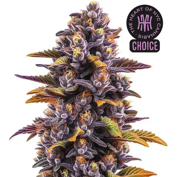 Forbidden Runtz Auto HMC Edition cannabis seeds from Blimburn Seeds