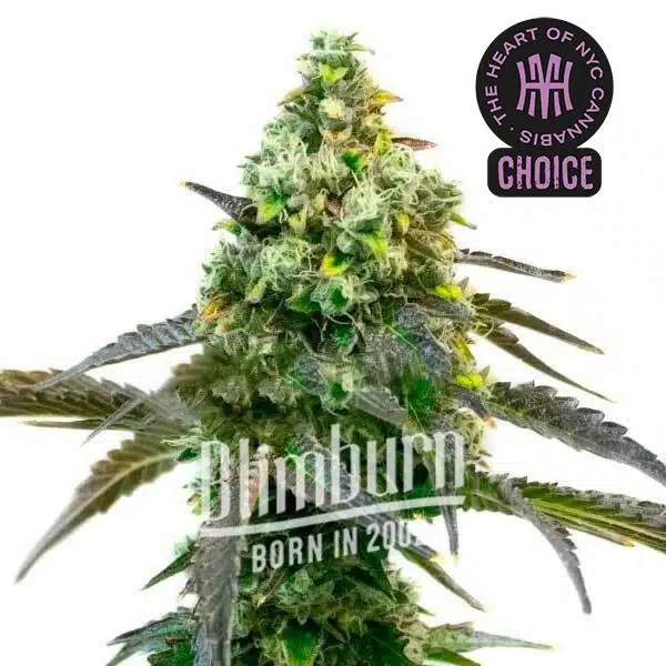 Godfather OG Auto HMC Edition cannabis seeds from Blimburn Seeds