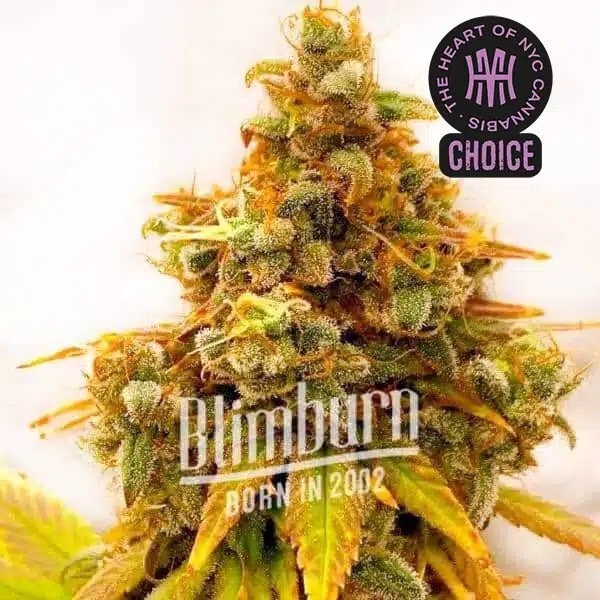 Lemon Tree x Zkittlez HMC Edition cannabis seeds from Blimburn Seeds
