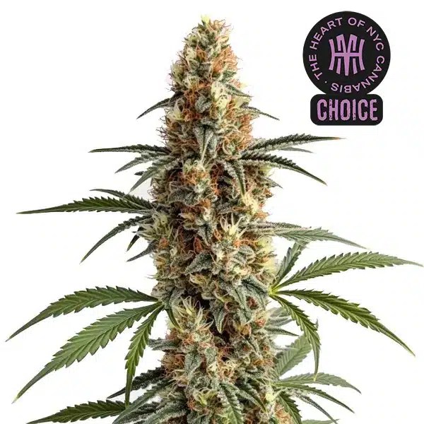 Mamba Negra HMC Edition cannabis seeds from Blimburn Seeds