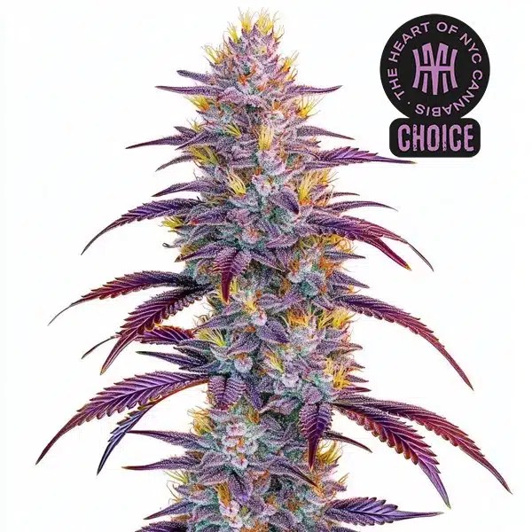 Mimosa HMC Edition cannabis seeds from Blimburn Seeds