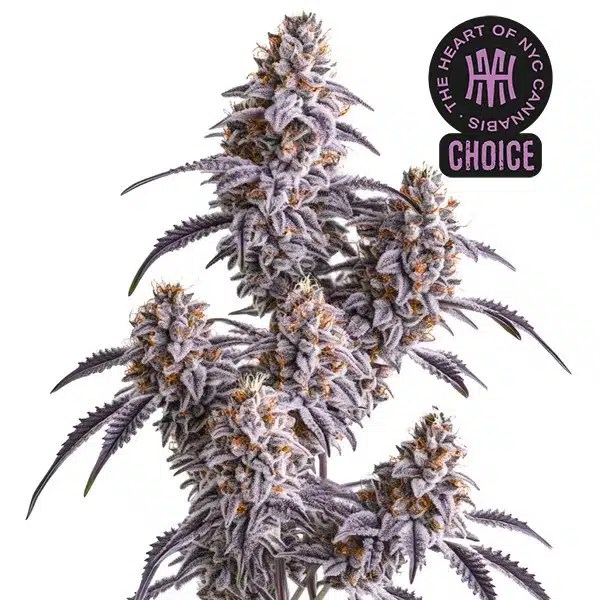 Slurricane HMC Edition cannabis seeds from Blimburn Seeds