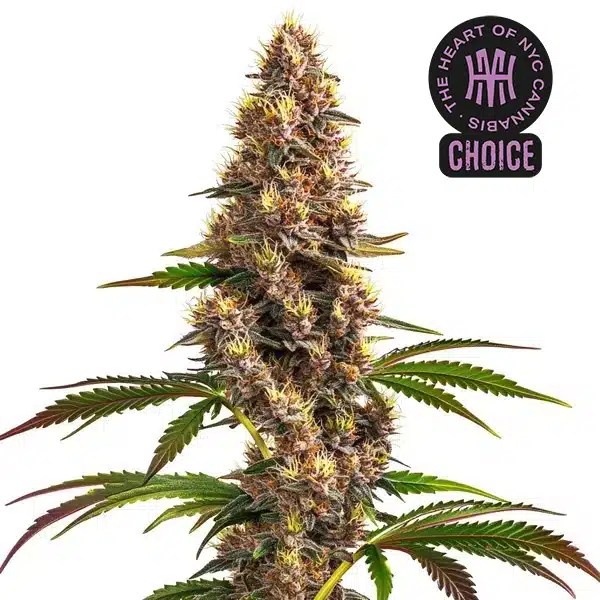 Super Boof HMC Edition cannabis seeds from Blimburn Seeds