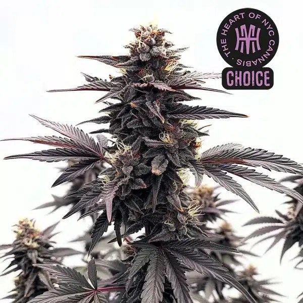 Black Runtz HMC Edition cannabis seeds from Blimburn Seeds