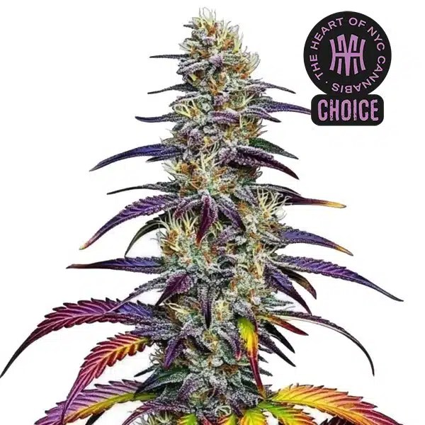 Blue Dream HMC Edition cannabis seeds from Blimburn Seeds