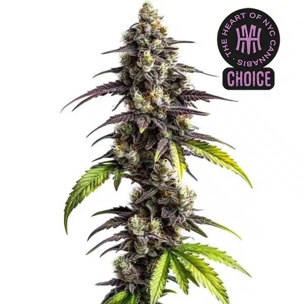 Ghost Train Haze HMC Edition cannabis seeds from Blimburn Seeds