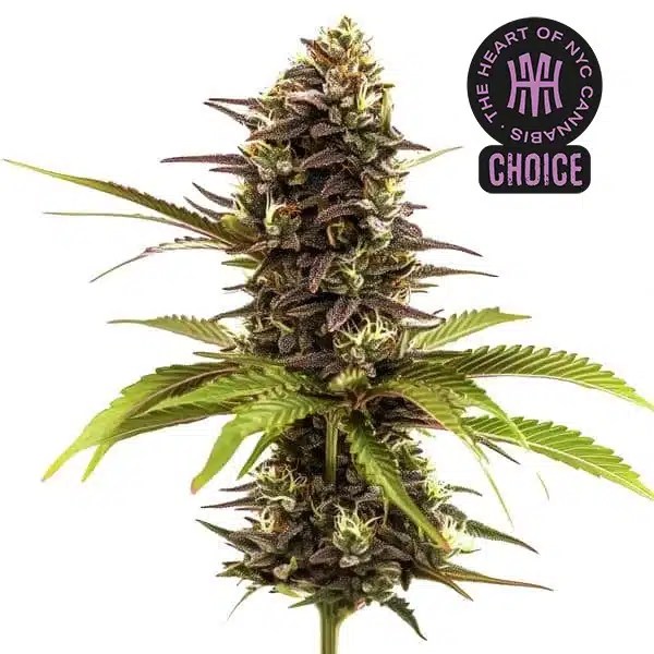 Sleepy Joe HMC Edition cannabis seeds from Blimburn Seeds