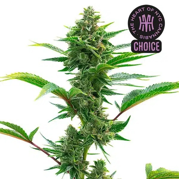 The Toad HMC Edition cannabis seeds from Blimburn Seeds