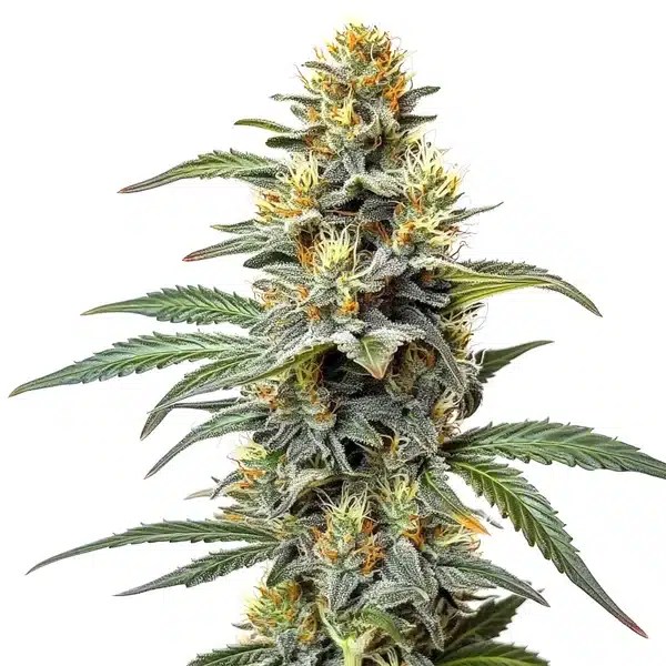 Permanent Marker x Zangria cannabis seeds from Blimburn Seeds