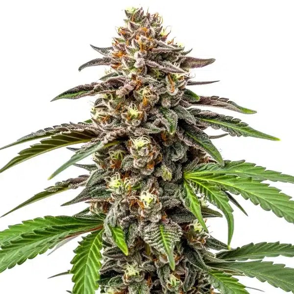 Whitethorn Rose x Ooze Extraction cannabis seeds from Blimburn Seeds