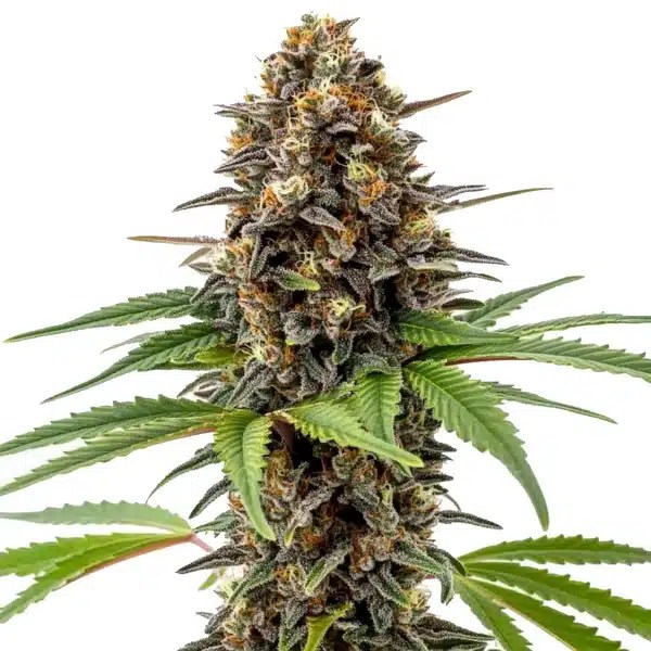 Archive Runtz cannabis seeds from Blimburn Seeds