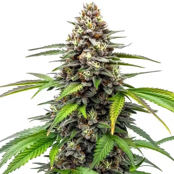 Fruity Loops cannabis seeds from Blimburn Seeds