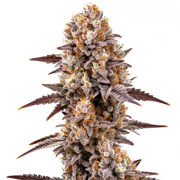 Gumbo cannabis seeds from Blimburn Seeds