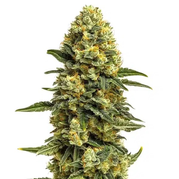 Hash Burger cannabis seeds from Blimburn Seeds