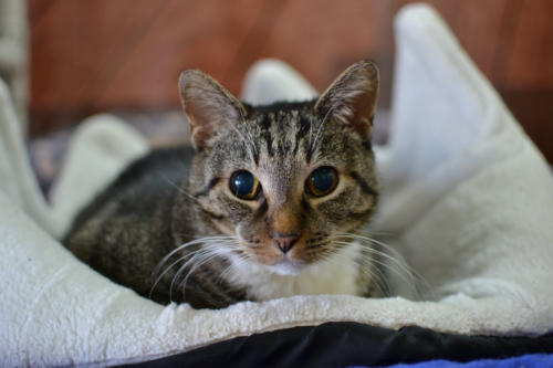 Even though each species has its own distinct looks and characteristics. Blind Cat Rescue - About us. The story of how we began.