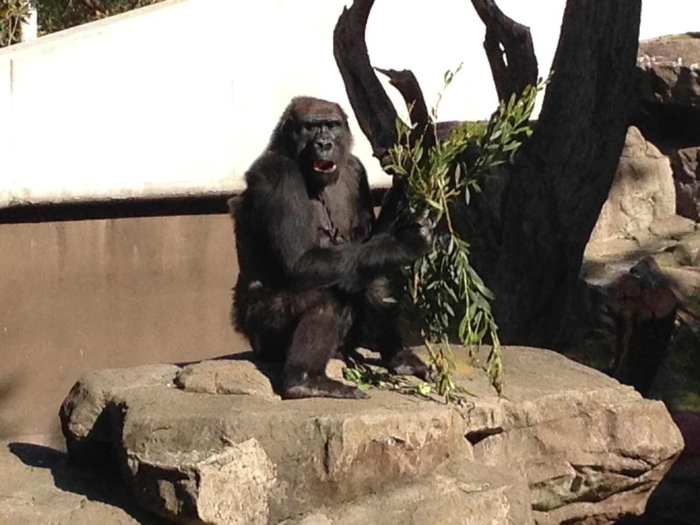 Blinded by the Bite!