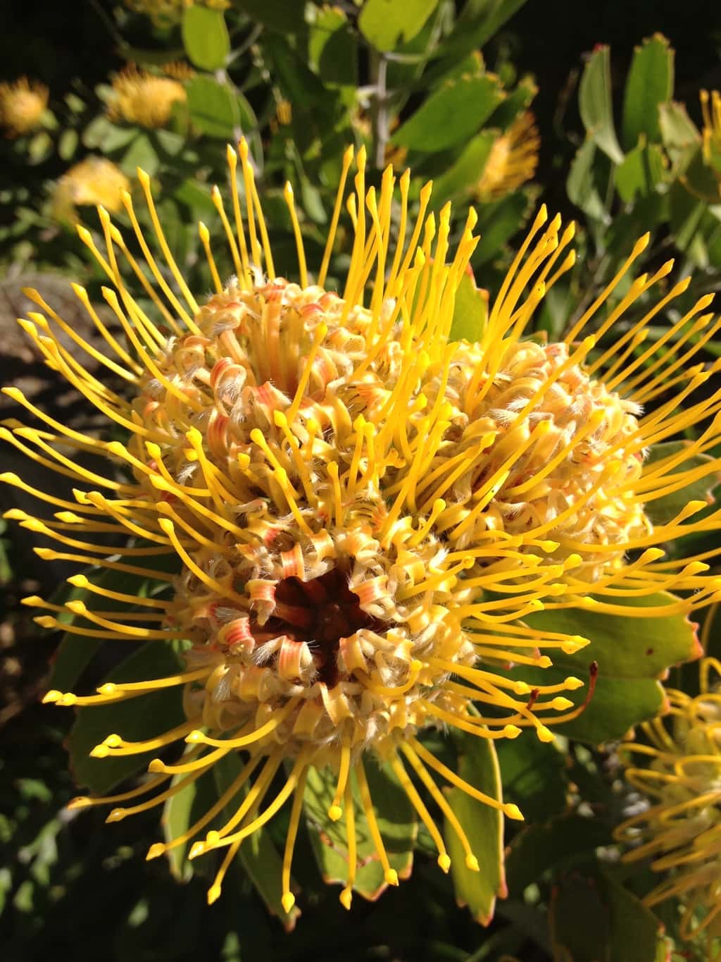 Blinded by the Bite!