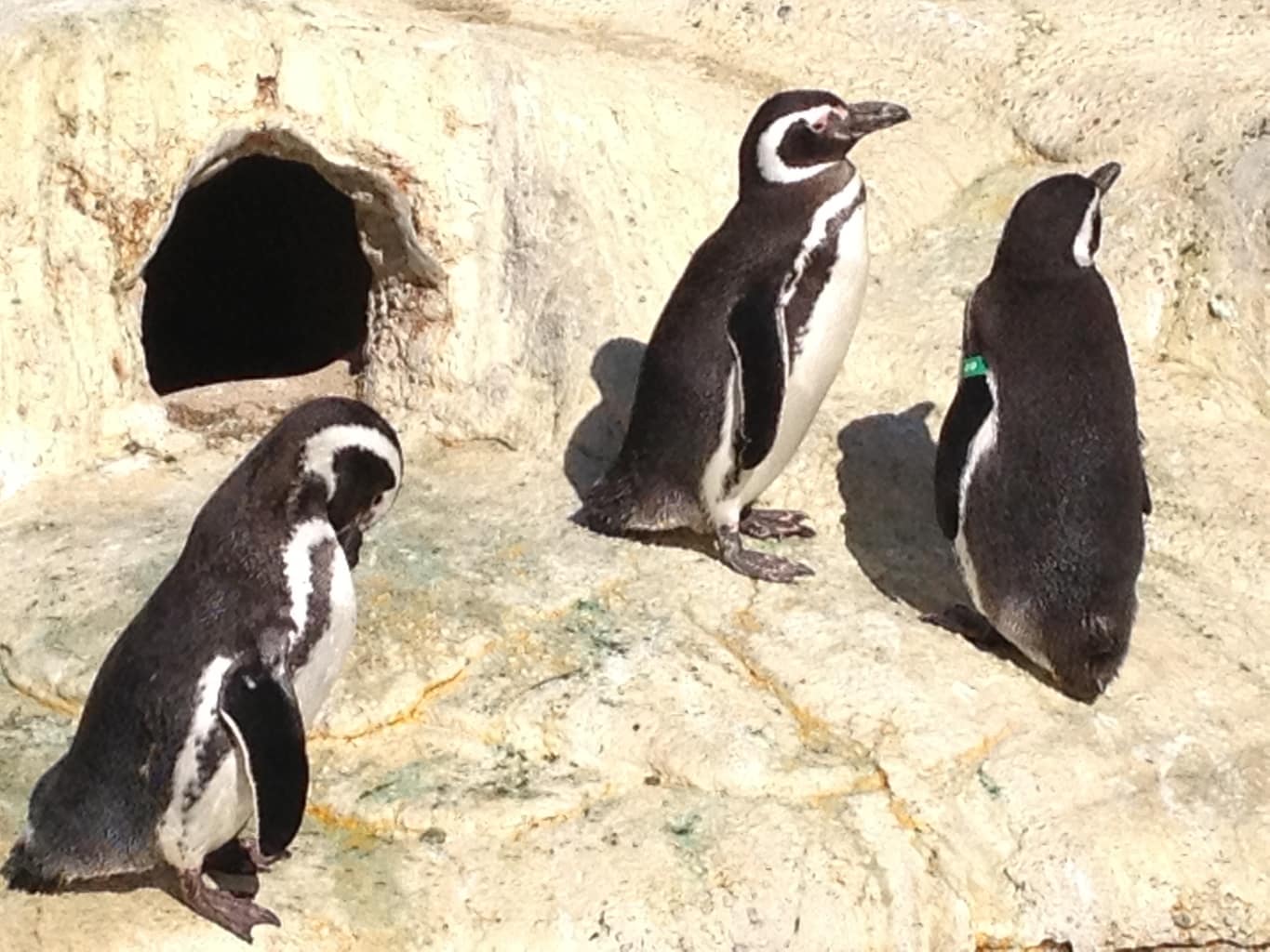 Blinded by the Bite!