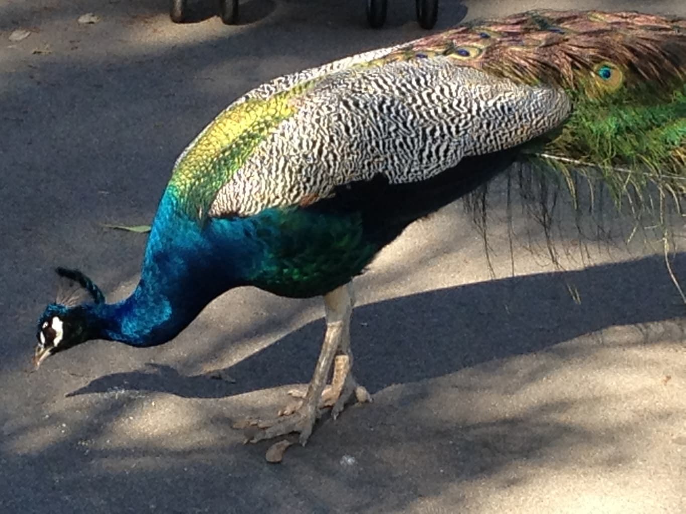 Blinded by the Bite!