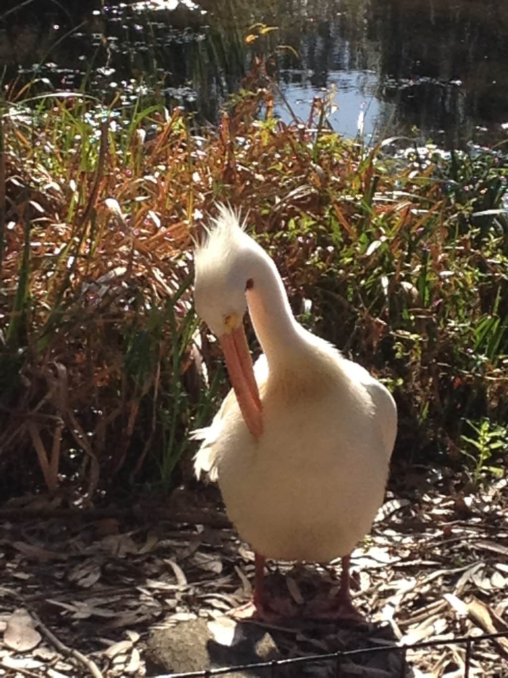 Blinded by the Bite!