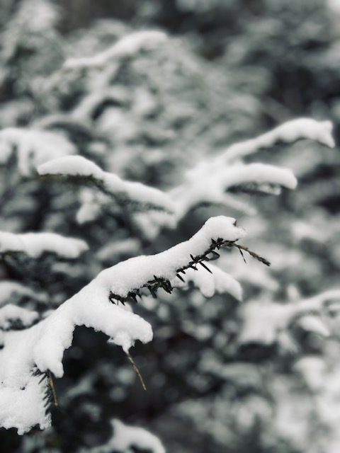 Close-up of evergreen branches coated in fresh snow, with softly blurred trees in the background, capturing a quiet winter forest moment.