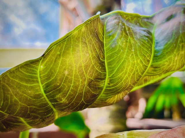 Close-up of a large, vibrant green tropical leaf at Phipps Conservatory, highlighting detailed veins and texture with soft, blurred greenery in the background.