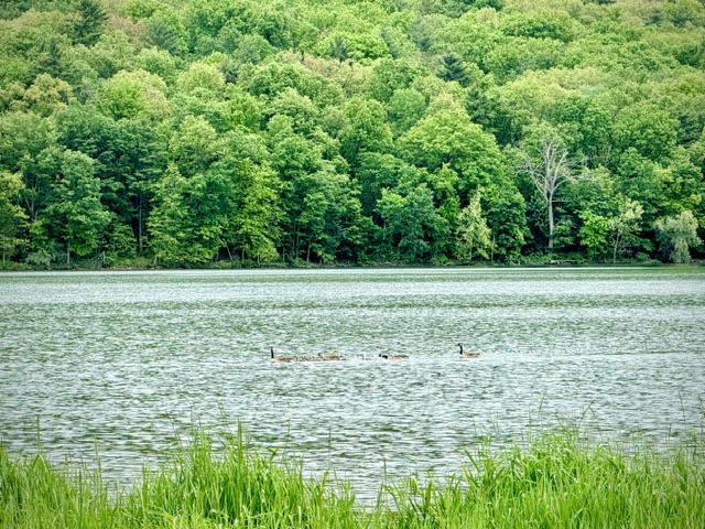 Canada geese swimming across a peaceful lake surrounded by lush green forest and tall grasses along the shoreline.