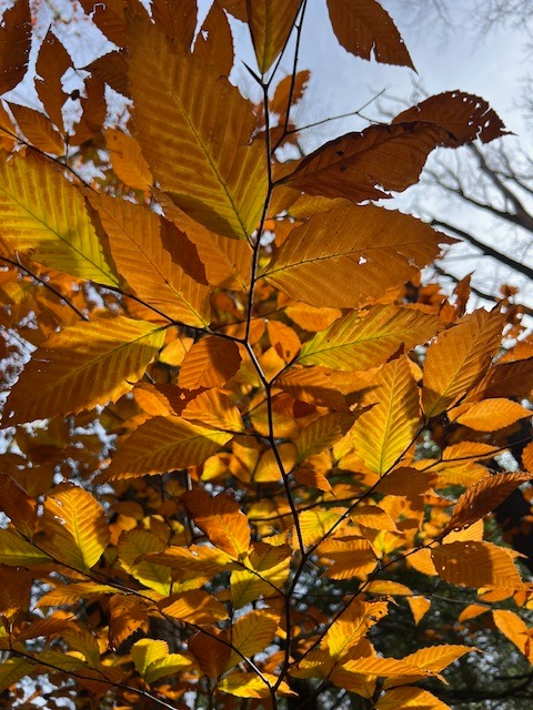 Golden-orange fall leaves glowing in the sunlight.