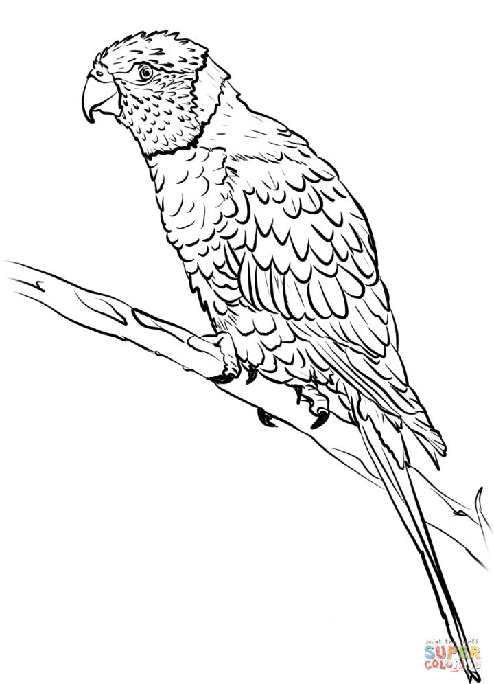 25 free parrot coloring pages for kids and adults