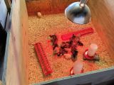 Diy Chick Brooder To Keep Your Chicks Healthy And Happy Blitsy